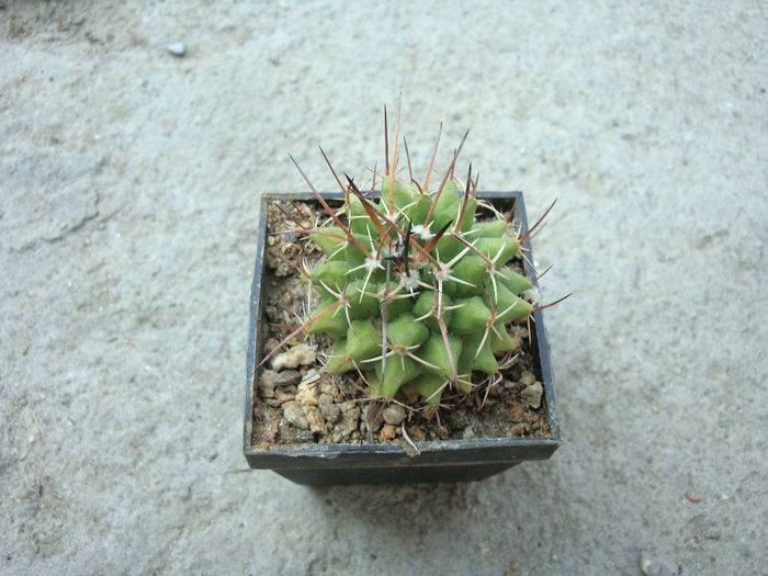 Mammillaria angularis G.K. Link & Otto 1837