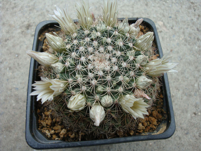 Mammillaria applanata   Salm-Dyck 1850