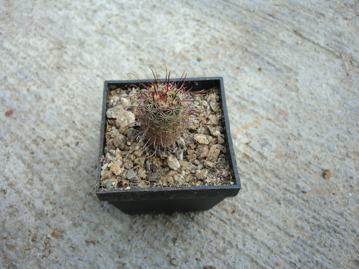 Mammillaria armillata K. Brandegee 1900