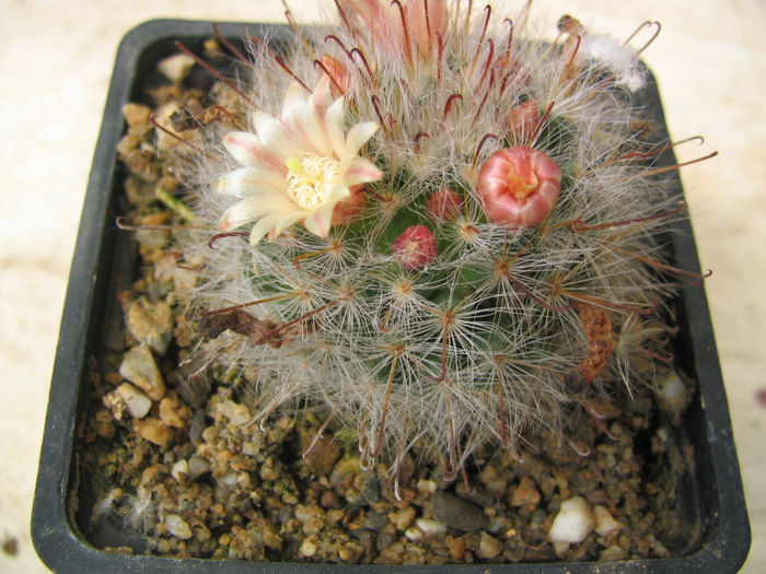 Mammillaria aureilanata    Backeb.1938