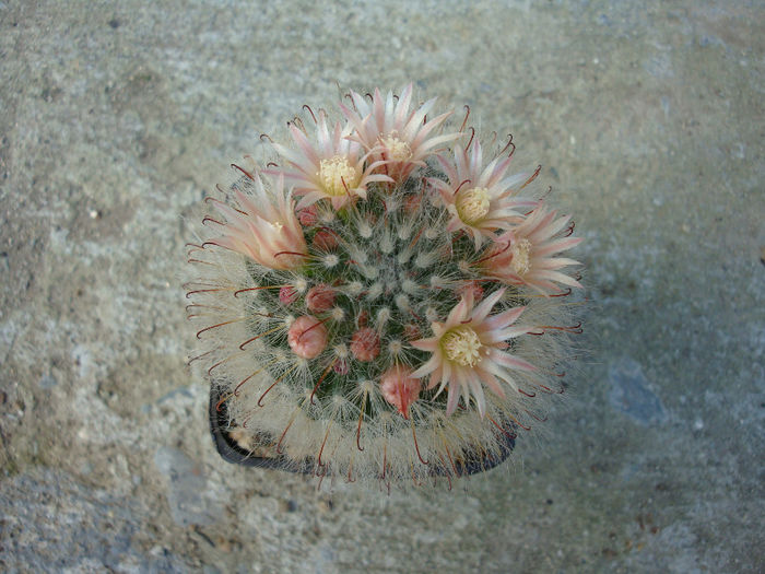 Mammillaria aureilanata  Backeb.1938