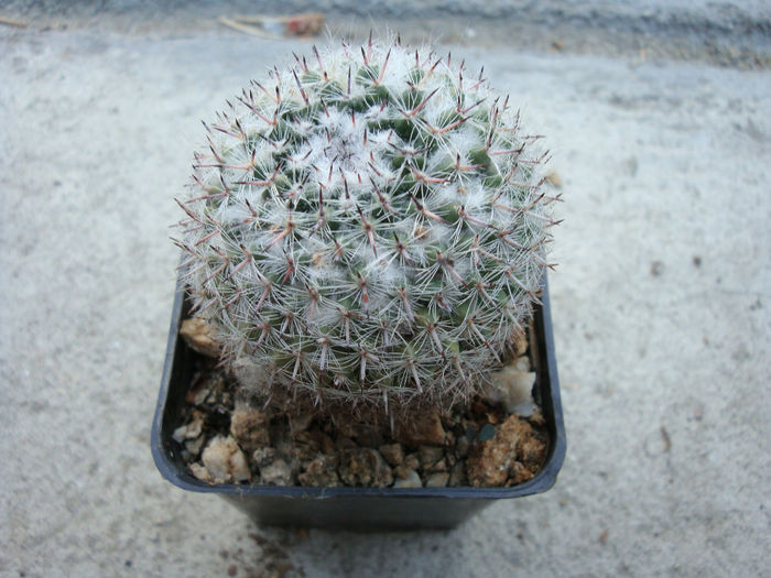 Mammillaria bachmannii          Boed. 1929