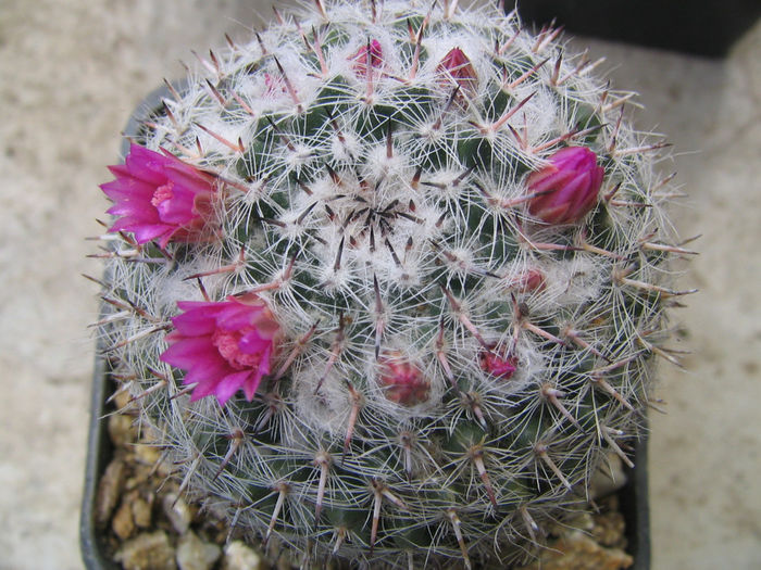 Mammillaria bachmannii        Boed. 1929