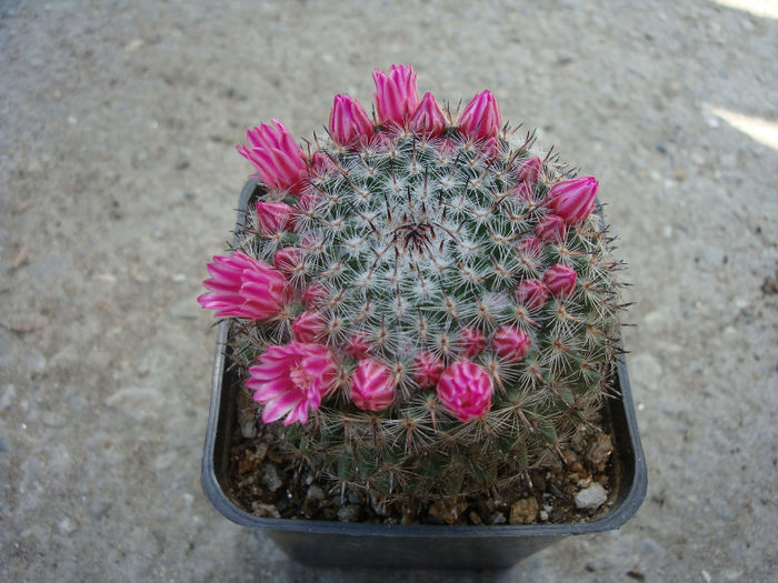 Mammillaria bachmannii       Boed. 1929