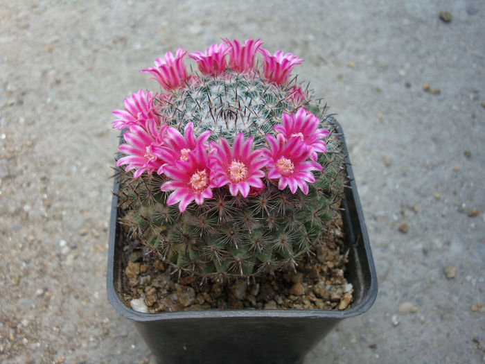 Mammillaria bachmannii      Boed. 1929
