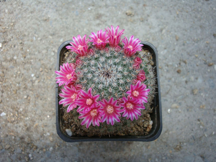 Mammillaria bachmannii     Boed. 1929