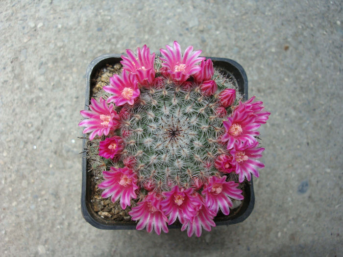 Mammillaria bachmannii    Boed. 1929