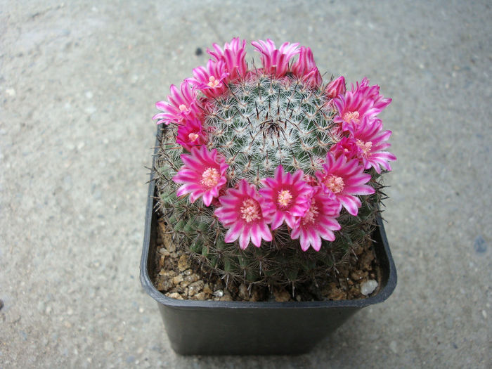 Mammillaria bachmannii  Boed. 1929