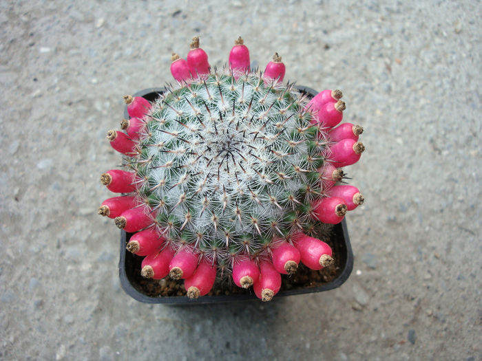 Mammillaria bachmannii Boed. 1929