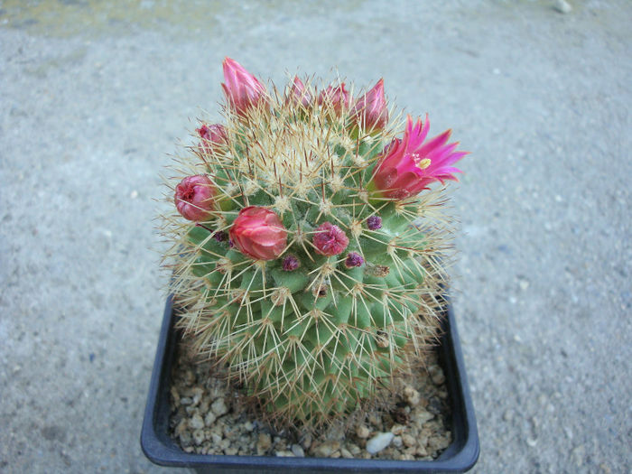 Mammillaria backebergiana    F.G. Buchenau 1966