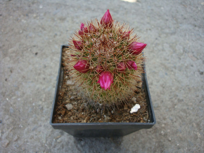 Mammillaria backebergiana   F.G. Buchenau 1966