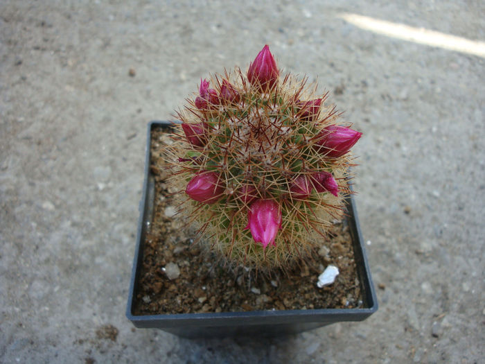 Mammillaria backebergiana  F.G. Buchenau 1966