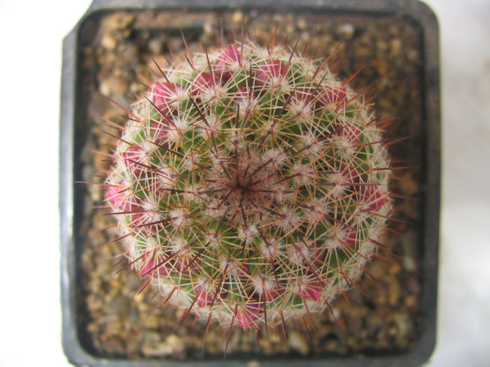 Mammillaria backebergiana ssp. backebergiana             F.G.Buchenau 1966 - Genul Mammillaria fila 1
