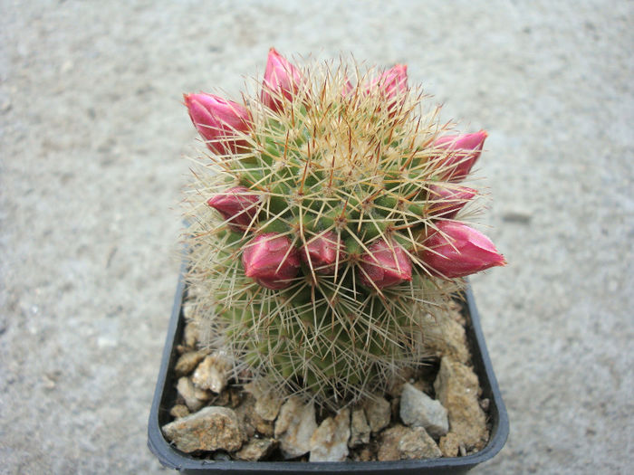 Mammillaria backebergiana ssp. backebergiana            F.G.Buchenau 1966 - Genul Mammillaria fila 1