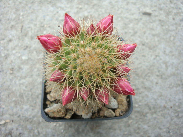 Mammillaria backebergiana ssp. backebergiana           F.G.Buchenau 1966
