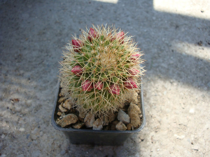 Mammillaria backebergiana ssp. backebergiana          F.G.Buchenau 1966 - Genul Mammillaria fila 1