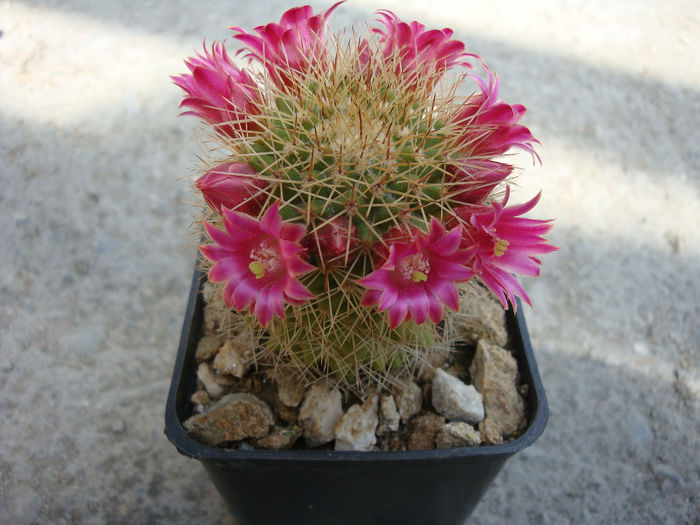 Mammillaria backebergiana ssp. backebergiana         F.G.Buchenau 1966 - Genul Mammillaria fila 1