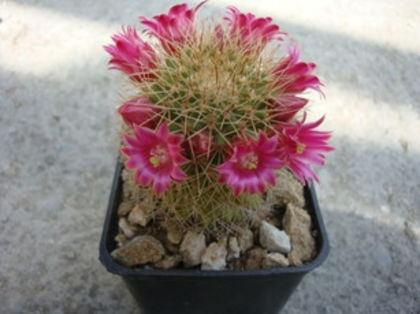 Mammillaria backebergiana ssp. backebergiana       F.G.Buchenau 1966 - Genul Mammillaria fila 1
