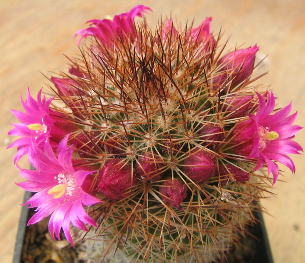 Mammillaria backebergiana ssp. backebergiana  F.G.Buchenau 1966 - Genul Mammillaria fila 1