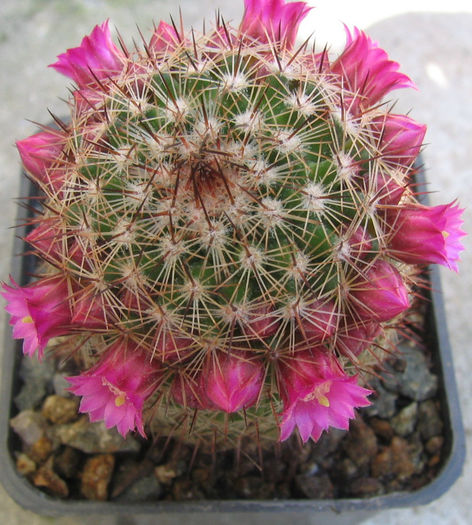Mammillaria backebergiana ssp. backebergiana F.G.Buchenau 1966