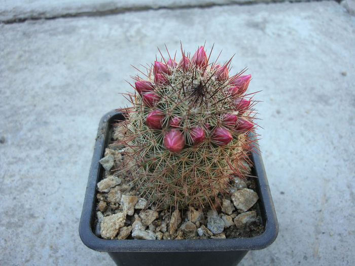 Mammillaria backebergiana ssp. ernestii     (Fittkau) D.R.Hunt 1997 - Genul Mammillaria fila 1