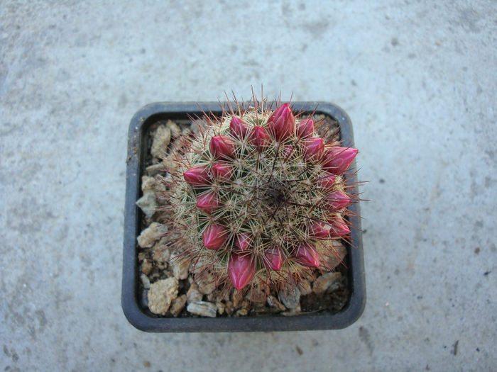 Mammillaria backebergiana ssp. ernestii    (Fittkau) D.R.Hunt 1997 - Genul Mammillaria fila 1