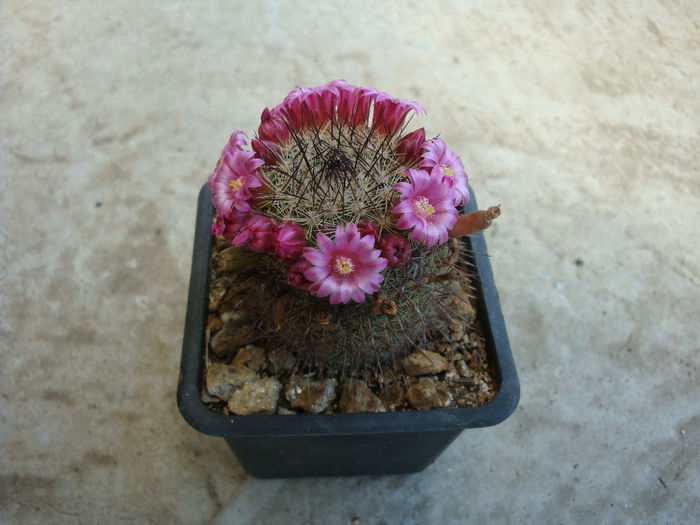 Mammillaria backebergiana ssp. ernestii  (Fittkau) D.R.Hunt 1997 - Genul Mammillaria fila 1
