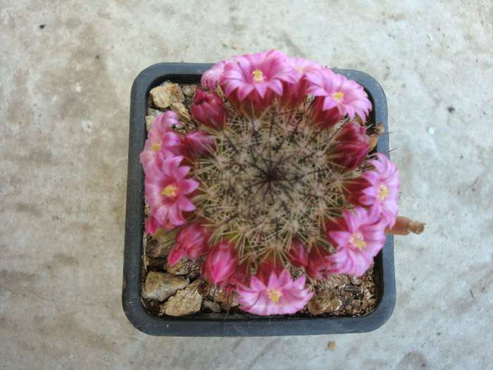 Mammillaria backebergiana ssp. ernestii (Fittkau) D.R.Hunt 1997 - Genul Mammillaria fila 1