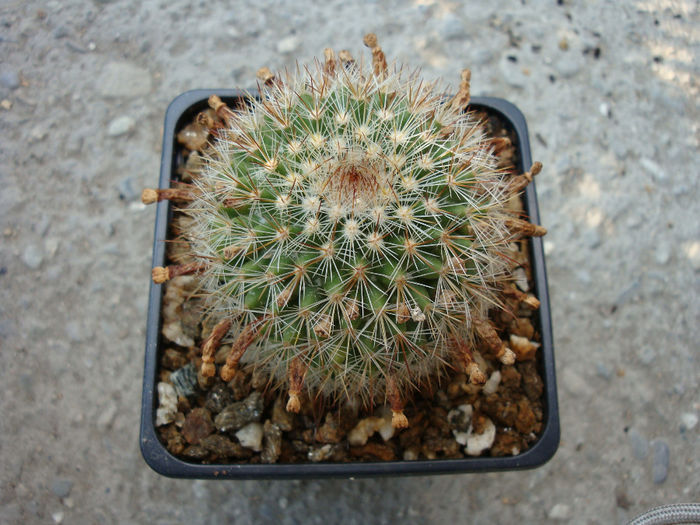 Mammillaria barbata           Engelm. 1848 - Genul Mammillaria fila 1