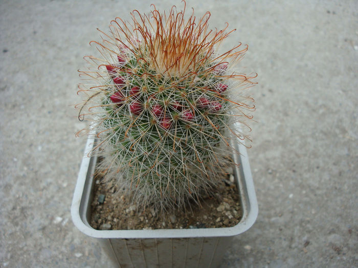 Mammillaria barbata          Engelm. 1848 - Genul Mammillaria fila 1