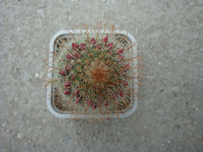 Mammillaria barbata        Engelm. 1848 - Genul Mammillaria fila 1