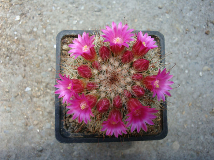 Mammillaria barbata      Engelm. 1848 - Genul Mammillaria fila 1