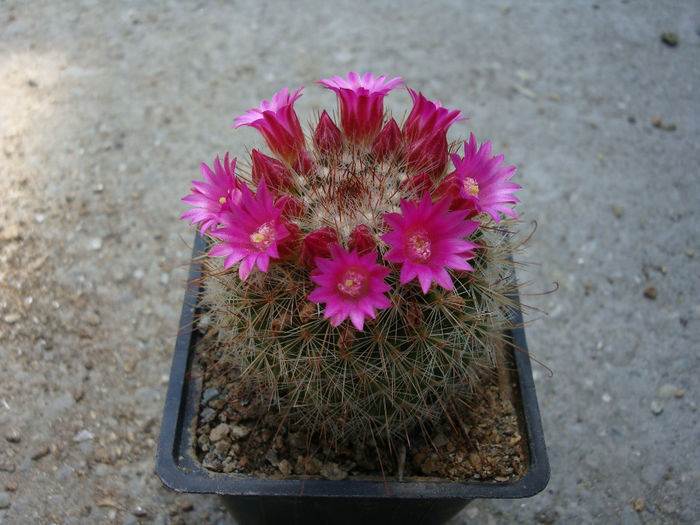 Mammillaria barbata     Engelm. 1848 - Genul Mammillaria fila 1