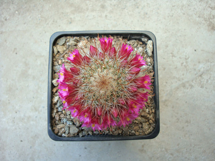 Mammillaria barbata   Engelm. 1848 - Genul Mammillaria fila 1