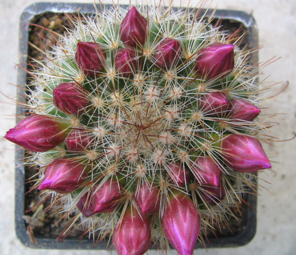 Mammillaria barbata  Engelm. 1848 - Genul Mammillaria fila 1