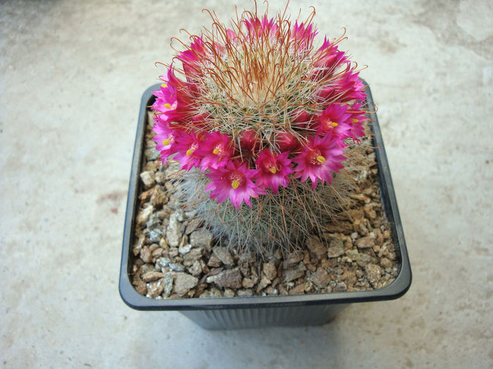 Mammillaria barbata Engelm. 1848 - Genul Mammillaria fila 1