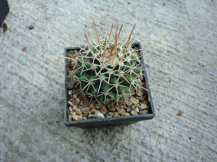 Mammillaria beiselii    Diers 1979