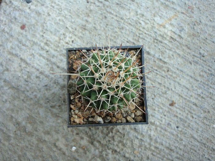Mammillaria beiselii   Diers 1979 - Genul Mammillaria fila 1