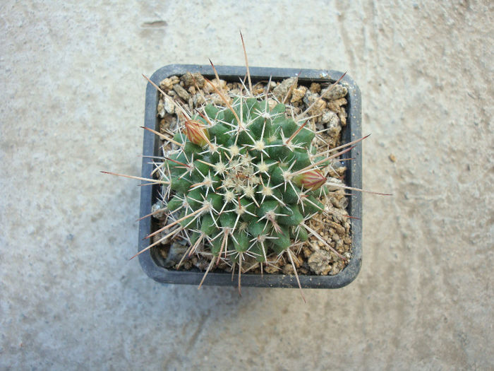 Mammillaria beiselii  Diers 1979 - Genul Mammillaria fila 1