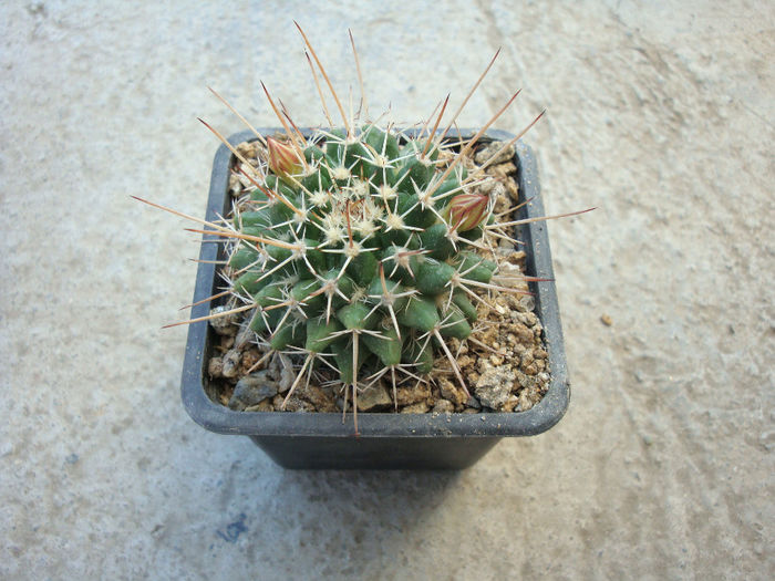 Mammillaria beiselii Diers 1979 - Genul Mammillaria fila 1