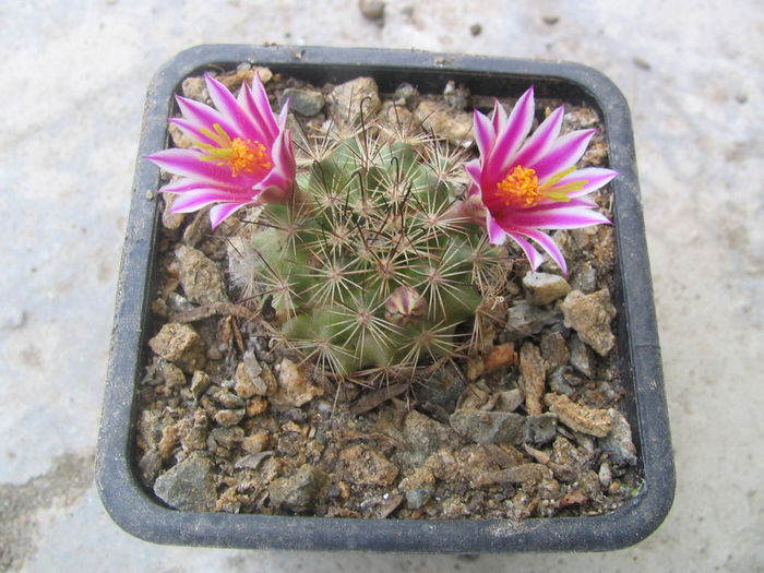 Mammillaria blossfeldiana       Boed.1931 - Genul Mammillaria fila 1