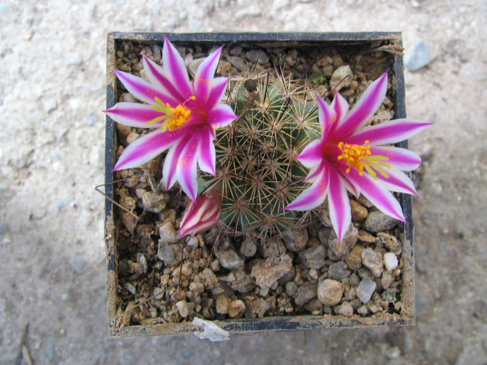 Mammillaria blossfeldiana      Boed.1931 - Genul Mammillaria fila 1