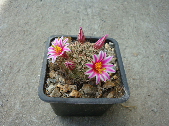 Mammillaria blossfeldiana     Boed.1931 - Genul Mammillaria fila 1