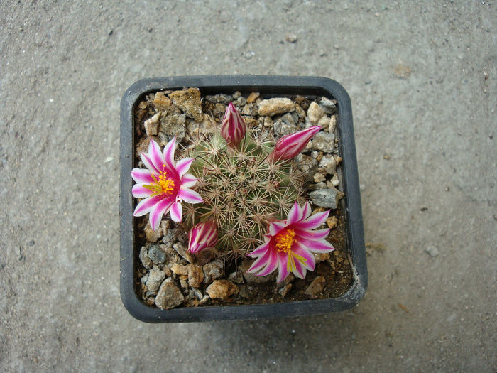 Mammillaria blossfeldiana    Boed.1931