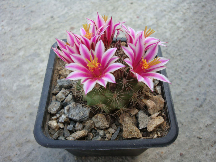 Mammillaria blossfeldiana  Boed.1931 - Genul Mammillaria fila 1