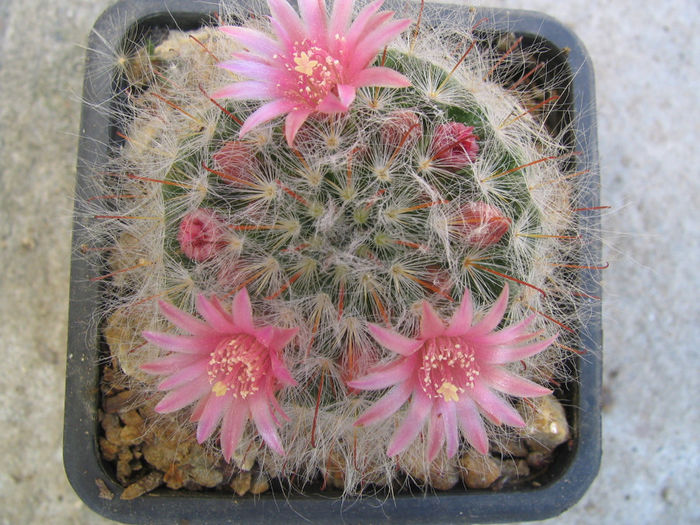 Mammillaria bocasana  Poselger 1853 - Genul Mammillaria fila 1