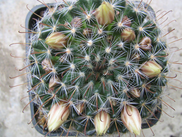 Mammillaria bocasana subsp. eschauzieri  (J.M. Coult.) Fitz Maurice & B. Fitz Maurice1995 - Genul Mammillaria fila 1