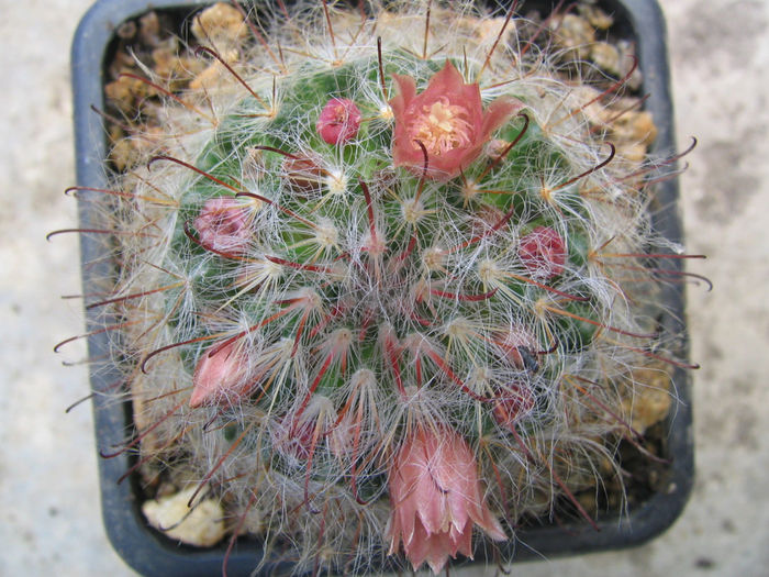 Mammillaria bocasana subsp. eschauzieri (J.M. Coult.) Fitz Maurice & B. Fitz Maurice 1995  .