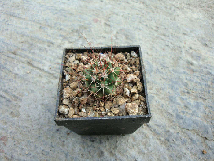 Mammillaria bocensis     Craig 1945 - Genul Mammillaria fila 1