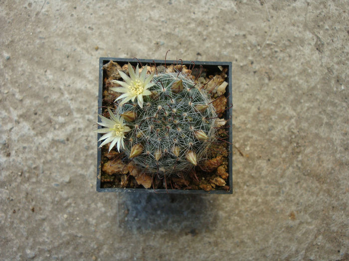 Mammillaria boedekeriana   Quehl 1910 - Genul Mammillaria fila 1